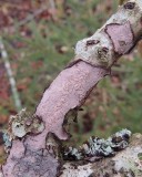 Gråskinn - Peniophora quercina .jpg