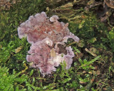Purpurskinn - Chondrostereum purpureum 1.jpg