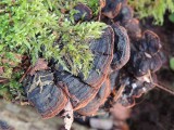 Rostöra - Hymenochaete rubiginosa.jpg