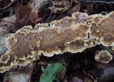 Brunskinn - Stereum gausapatum .jpg