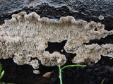 Stor hjortticka - Datronia mollis .jpg