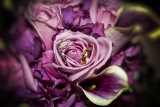 IMG_1071ar.jpg