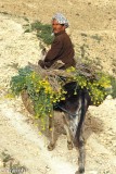 Farmer on his donkey, Matmata
