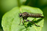 Robber Fly - Gewone Roofvlieg - Machimus atricapillus