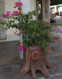 Tenom