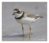 Pluvier Semipalmé - Semipalmated Plover