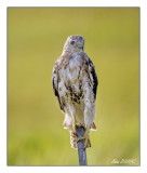 Buse à Queue Rousse immature - Immature Red-Tailed Hawk