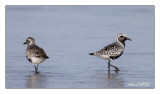 Pluviers Argentés - Black-bellied Plovers