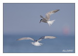 Sternes Pierregarin - Commom Terns