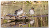 Sarcelle à ailes vertes - Green-winged Teal