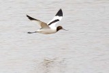 Red-necked Avocet