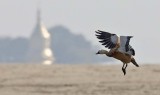 Ruddy Shelduck (Tadorna ferruginea)