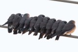 Ashy Woodswallow (Artamus Fuscus)