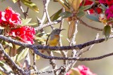 Crimson Sunbird (Aethopyga siparaja)