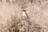 Long-tailed Shrike (Lanius schach)