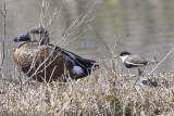 Red-kneed Dotterel (Erythrogonys cinctus), behind an Australasian Shoveler