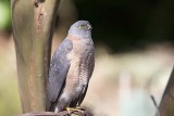 Collared Sparrowhawk (Accipiter cirrocephalus)