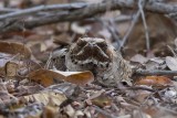 Large-tailed Nightjar (Caprimulgus macrurus)