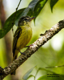 _MG_6507_YellowGreenVireo.jpg