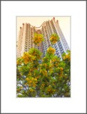 40-storey residential buildings and flower-loaded tree