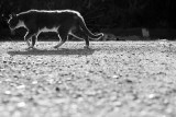 Feral Kitties