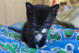 Riley and Kittens