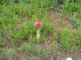 ornamental peony poppy (Papaver paeoniflorum) (2015)