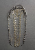 Chotecops ferdinandi, 55 mm complete with limbs and antennae. Hunsrueckschiefer, L Devonian, Bundenbach, Germany.