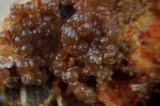 Vanadinite with descloizite, Whitwell Quarry, Whitwell, Derbyshire. Detail of 33 mm specimen.