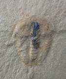 Eokochaspis piochensis, 13 mm with gut and antenna preservation. Middle Cambrian Comet Shale member, Pioche Formation, Nevada.