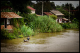 Along the Mekong