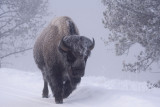 Bison - Yellowstone