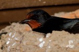 Oreneta Vulgar - Golondrina comun - Barn Swallow
