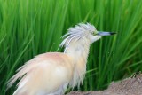 Squacco Heron - Ardeola ralloides - Gracilla cangrejera - Martinet Ros - Tophejre