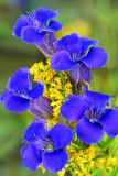 Fringed gentian and goldenrod, Illinois Beach State Park, IL