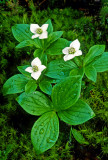 Bunchberry, Ridges Sanctuary, Door County, WI