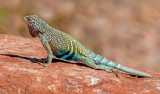 Texas Earless Lizard