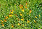 Upright Yellow Coneflowers