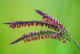 Gama Grass