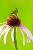 Skipper on Pale Purple Conefower
