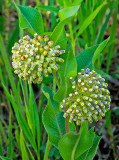 Green Milkweed