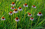 Pale Purple Coneflowers