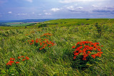 Butterfly-weed