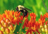 Bumble Bee