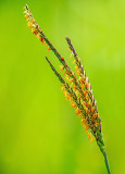 Gama Grass