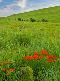 Butterfly-weed, Konza Prairie, KS