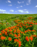 Butterfly-weed, Chase County, State Lake Prairie, KS