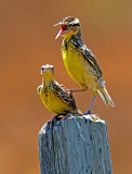 Juvenile Meadow Larks, Kiowa County, KS