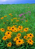 Black-eyed Susan, Kalsow Prairie, IA