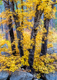 Cave Springs Maple, Oak Creek Canyon, Sedona, AZ